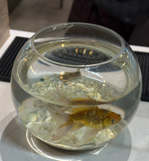 fish